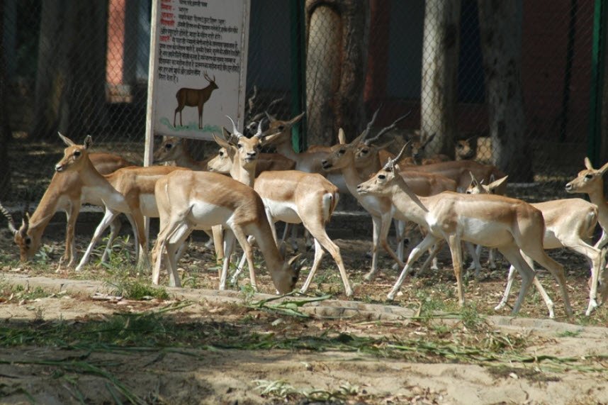 Hisar Deer Park